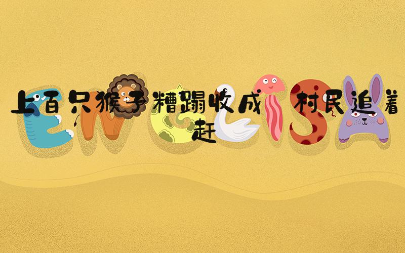 上百只猴子糟蹋收成 村民追着赶